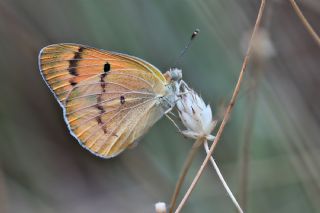 Mezopotamya Kolotisi (Colotis fausta)