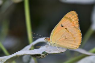 Mezopotamya Kolotisi (Colotis fausta)