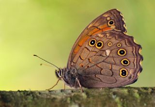 Aa Esmeri (Kirinia roxelana)