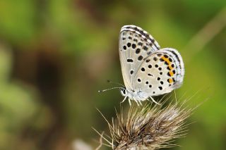 Himalaya Mavisi (Pseudophilotes vicrama)