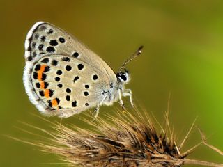 Himalaya Mavisi (Pseudophilotes vicrama)