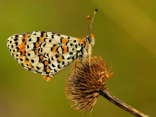 Gzel parhan (Melitaea syriaca)