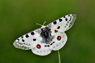 Apollo (Parnassius apollo)