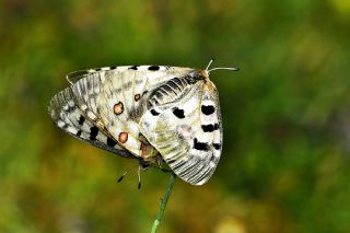Apollo (Parnassius apollo)