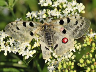 Apollo (Parnassius apollo)