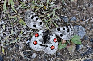 Apollo (Parnassius apollo)