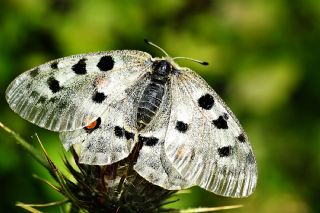 Apollo (Parnassius apollo)