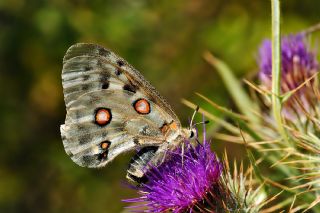 Apollo (Parnassius apollo)