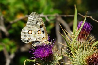 Apollo (Parnassius apollo)