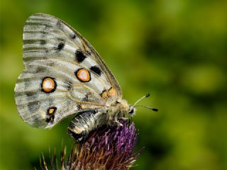 Apollo (Parnassius apollo)