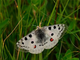 Apollo (Parnassius apollo)