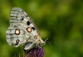 Apollo (Parnassius apollo)