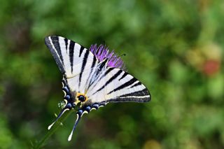 Erik Krlangkuyruk (Iphiclides podalirius)