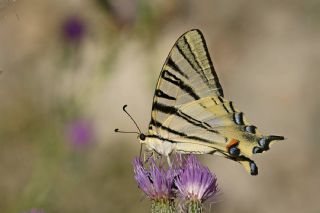 Erik Krlangkuyruk (Iphiclides podalirius)