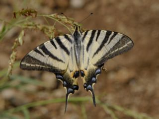 Erik Krlangkuyruk (Iphiclides podalirius)