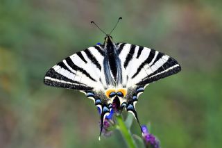Erik Krlangkuyruk (Iphiclides podalirius)
