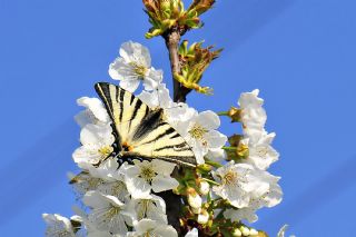 Erik Krlangkuyruk (Iphiclides podalirius)