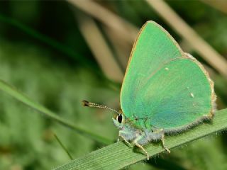 Nahvan Zmrt (Callophrys danchenkoi)