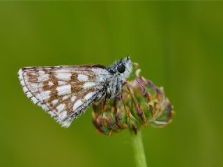 Zeytuni Zpzp (Pyrgus serratulae)