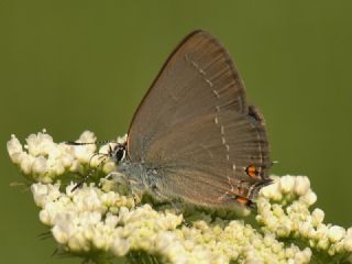 Minik Sevbeni (Satyrium acaciae)