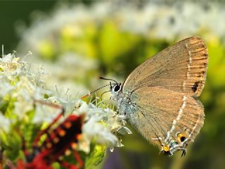 Sevbeni (Satyrium abdominalis)