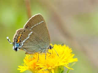 Gzel Sevbeni (Satyrium spini)