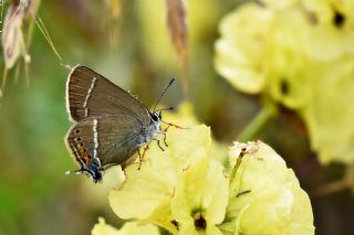 Gzel Sevbeni (Satyrium spini)