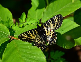 Kafkas Fistosu (Zerynthia caucasica)