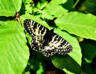 Kafkas Fistosu (Zerynthia caucasica)