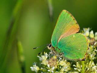 Zmrt (Callophrys rubi)