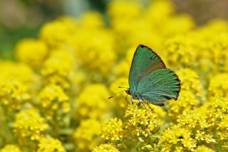 Zmrt (Callophrys rubi)
