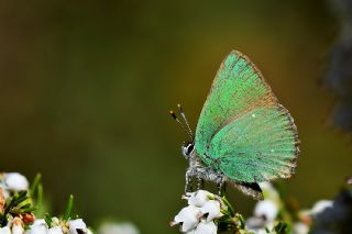 Zmrt (Callophrys rubi)