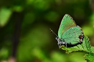 Zmrt (Callophrys rubi)