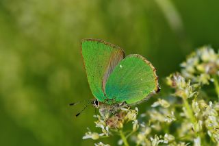 Zmrt (Callophrys rubi)