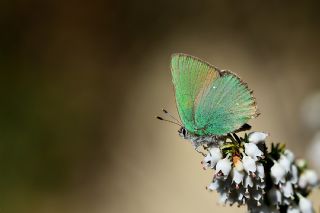 Zmrt (Callophrys rubi)