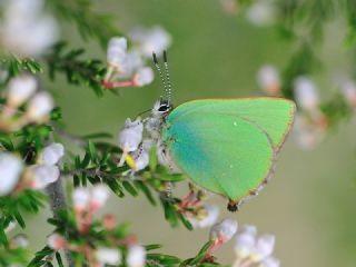 Zmrt (Callophrys rubi)