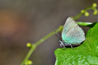 Nahvan Zmrt (Callophrys danchenkoi)