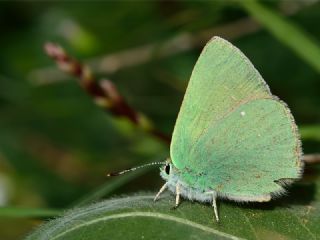 Nahvan Zmrt (Callophrys danchenkoi)