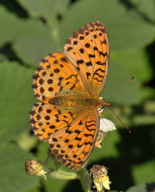 Brtlen Brentisi (Brenthis daphne)