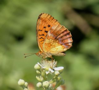 Brtlen Brentisi (Brenthis daphne)