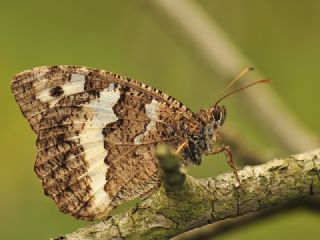 Kara Murat (Brintesia  circe)