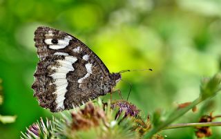 Kara Murat (Brintesia  circe)