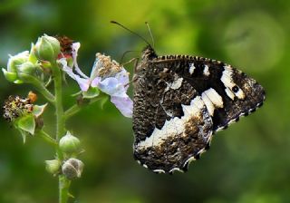 Kara Murat (Brintesia  circe)