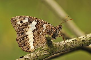 Kara Murat (Brintesia  circe)
