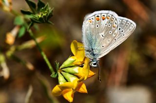 okgzl Meneke Mavisi (Polyommatus thersites)