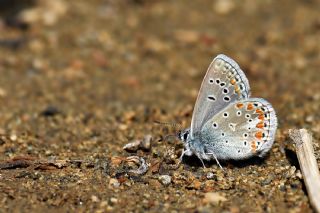 okgzl Meneke Mavisi (Polyommatus thersites)