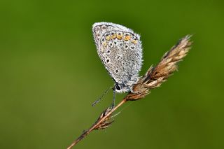 okgzl Amanda (Polyommatus amandus)