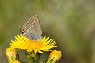 Minik Sevbeni (Satyrium acaciae)