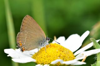 Minik Sevbeni (Satyrium acaciae)
