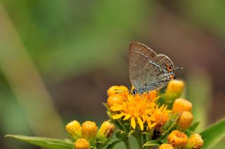 Minik Sevbeni (Satyrium acaciae)